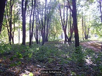 Zámek Šilheřovice - 014.jpg, 38kB